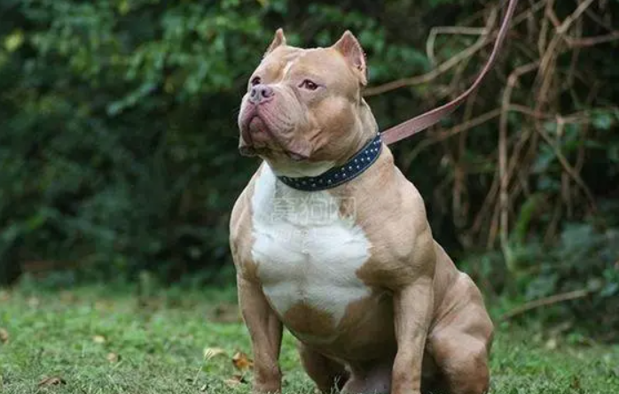 世界十大猛犬排名，杜高上榜，第二十我國國寶神犬