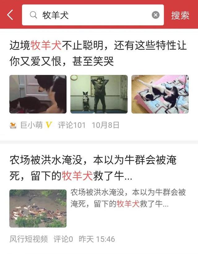 冰島唯一本土狗狗，卻一度慘遭滅絕，如今成為世界最稀有狗狗之一（冰島唯一本土狗狗）(8)