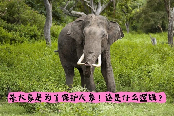 非洲要送英國、德國3萬頭大象 不能不要！嘗嘗和大象生活的滋味吧