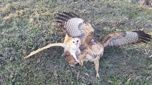 江蘇發現8只 猴面鷹 ，性格兇狠殘暴，為護幼崽，敢跟老鷹拼命（江蘇發現8只猴面鷹）(8)