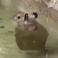 57FA46FD2009C76BEB29755CF5B47D95.gif