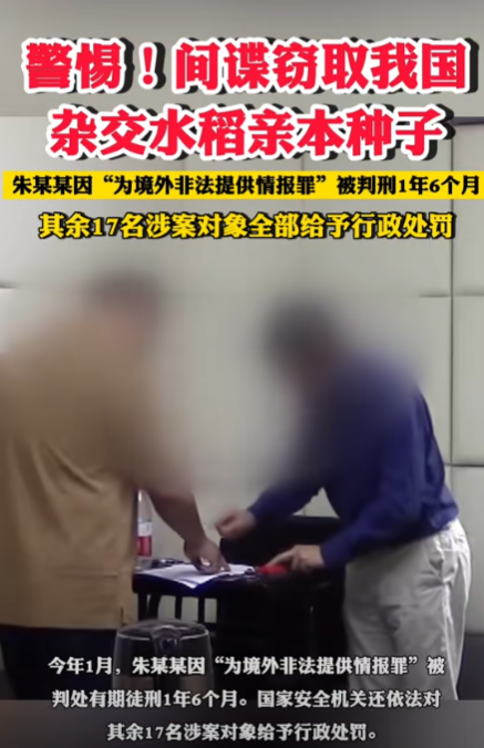 間諜竊取我國雜交水稻親本種子獲刑(朱某向境外出賣我國優質親本稻種)的圖片 4 間諜竊取我國雜交水稻親本種子獲刑(朱某向境外出賣我國優質親本稻種) 4