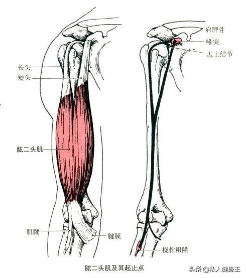 手臂訓(xùn)練計(jì)劃，六個(gè)訓(xùn)練動(dòng)作，帶你練出麒麟臂，增肌人群必備（手臂訓(xùn)練計(jì)劃六個(gè)訓(xùn)練動(dòng)作）(4)
