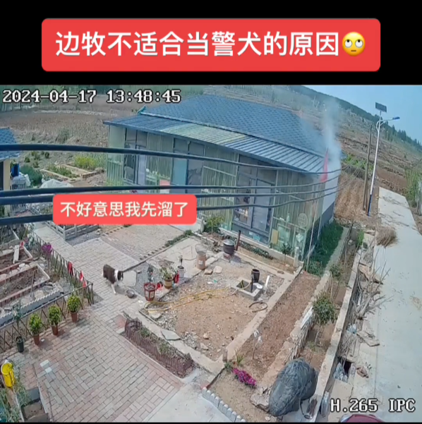 家中失火邊牧第一個溜了 土狗留在屋內(nèi)照顧狗仔