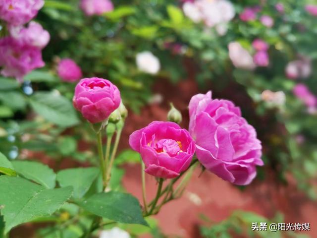 薔薇花開，暮春迎夏（薔薇花開暮春迎夏）(9)