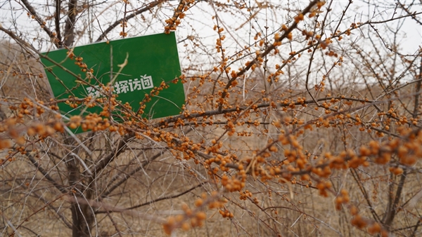 螞蟻森林超9成樹種在“三北”攻堅戰核心區 再捐1億元支持甘肅治沙