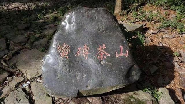 喝茶十年，跟大家說說我心中的一款好茶（跟大家說說我心中的一款好茶）(2)