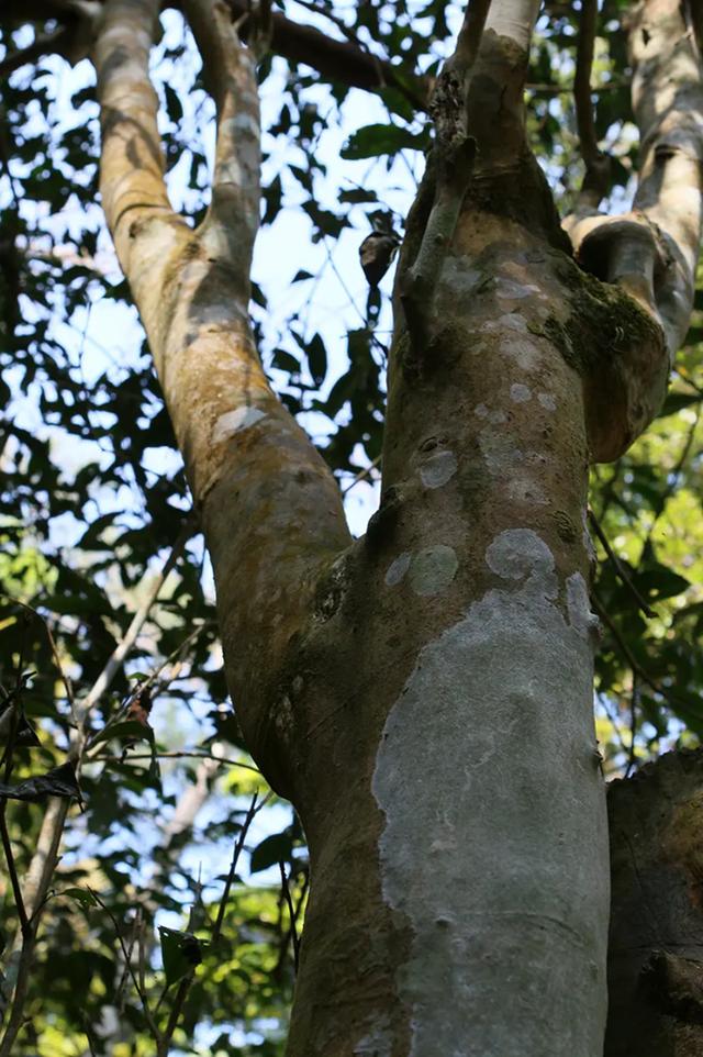 喝茶十年，跟大家說說我心中的一款好茶（跟大家說說我心中的一款好茶）(3)