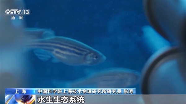 中國首次！神舟十八號乘組“太空養魚”實驗揭曉：建立生態平衡系統
