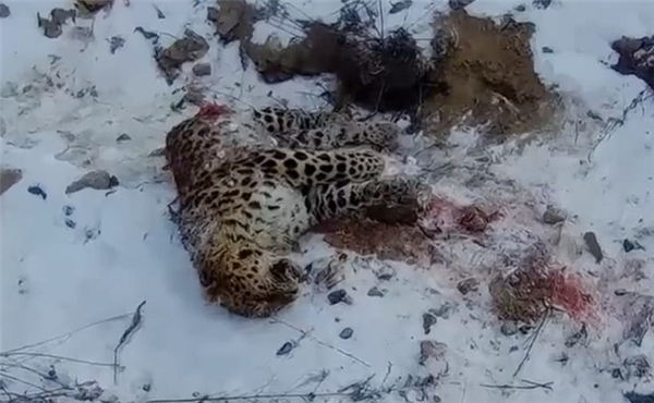 東北虎獵殺東北豹 豹子身體被啃食一半：新后續來了 繼承者現身