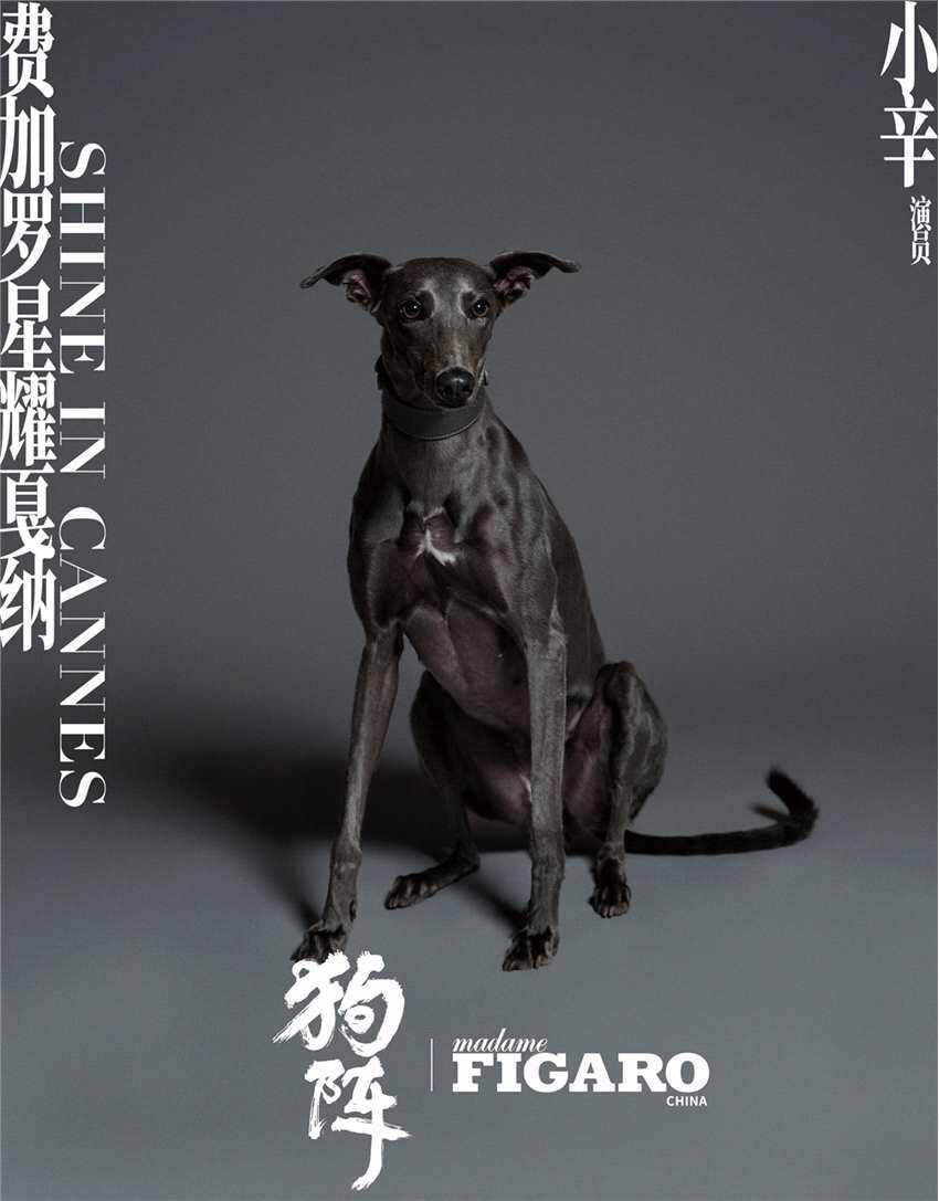彭于晏愛犬入圍“狗狗金棕櫚” 前任獲獎者是梅西