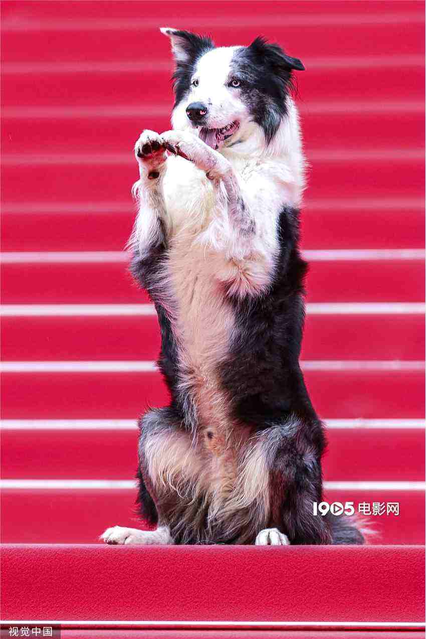 彭于晏愛犬入圍“狗狗金棕櫚” 前任獲獎者是梅西