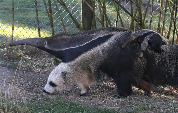 為了保命：這種奇怪的動物進化出了“分身”！