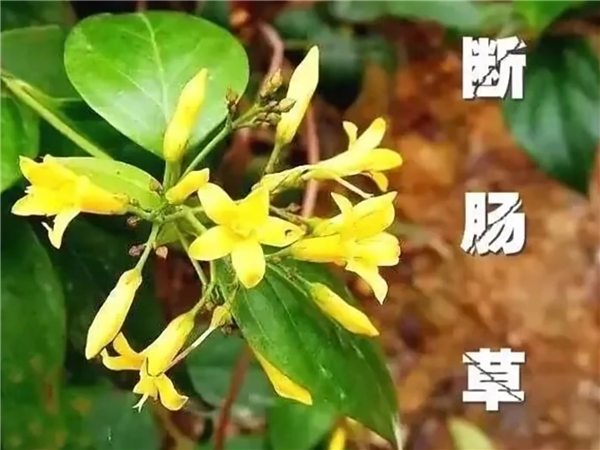又是斷腸草惹禍！廣東一家五口喝湯中毒：2人送進ICU