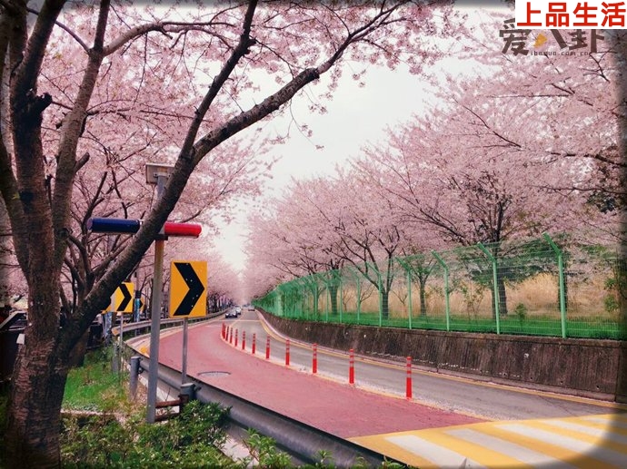 飯圈流行說法走花路