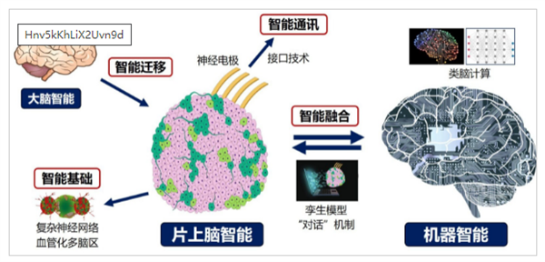 重磅研究！中國首創人腦驅動機器人