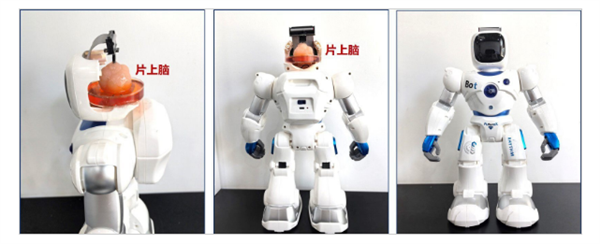 重磅研究！中國首創人腦驅動機器人