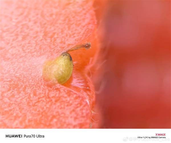 跨越12年的對比！李小龍曬華為P1、Pura 70 Ultra微距照片：變顯微鏡了