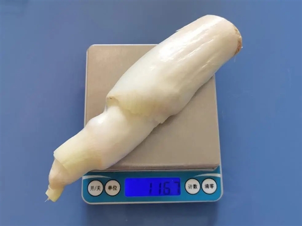 現在正上市！它是蔬菜界的“水中參” 很多北方人都沒吃過