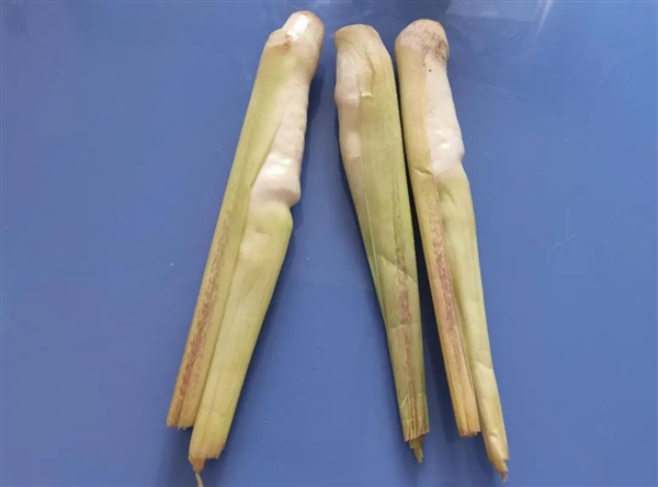 現在正上市！它是蔬菜界的“水中參” 很多北方人都沒吃過
