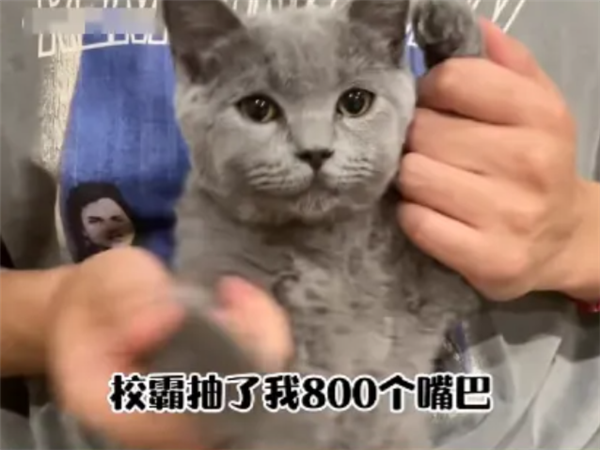 校霸抽了我800個(gè)嘴巴子？微信整治擺拍校園霸凌“玩?！币曨l
