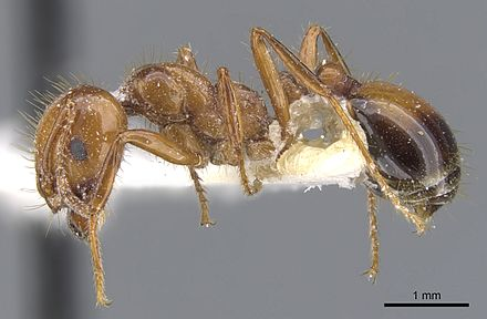 惡心、驚悚……《異形》中的生物體到底有多恐怖？