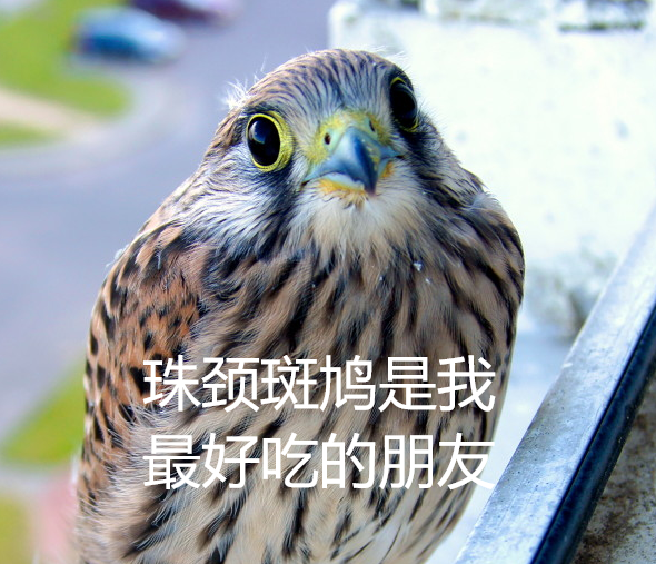 幾根樹枝就當窩、還“隨地大小蛋”！這鳥也太“擺爛”了