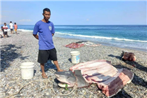 東帝汶漁民在鯊魚腹中發現女子遺骸：還穿著潛水服