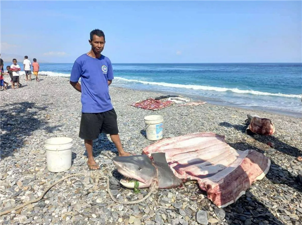 東帝汶漁民在鯊魚腹中發現女子遺骸：還穿著潛水服