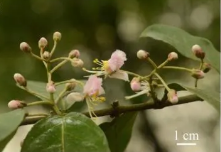 廣西發現新物種陽朔風箏果：長在喀斯特石山上 數量極為稀少