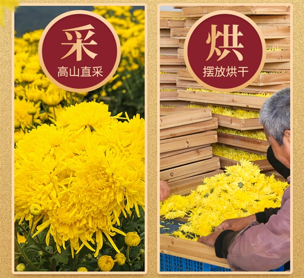 菊香濃郁：徽春堂金絲皇菊約50朵 到手5.9元（泡茶喝）