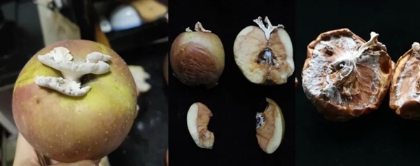 搞笑諾獎已經過氣了 整活還得看我們菠蘿科學獎！