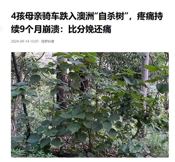 長滿毛刺還有毒的蕁麻：一小哥愣是30分鐘生吃35米