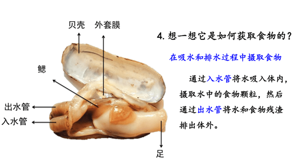蟶子在泥沙中挖掘過程有點邪惡 這種美食有著極強的防御