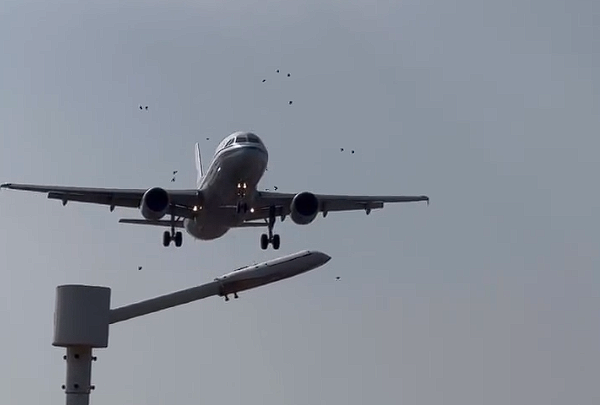 國航一飛機降落時撞到鳥群：機頭可見清晰血跡