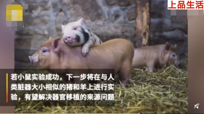 人獸雜交胚胎實(shí)驗(yàn)惹爭議