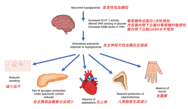 “網(wǎng)紅洋媳婦”突然去世被當(dāng)?shù)刈C實(shí)！常見的低血糖也會(huì)致人死亡